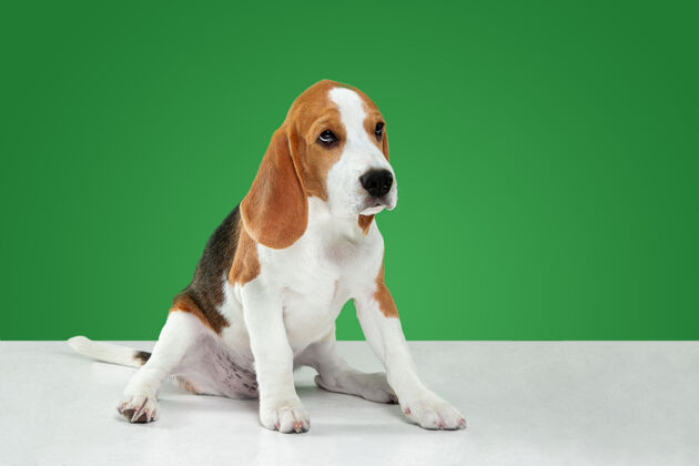 动物在绿色工作室背景上拍摄小猎犬的工作室照片狗狗血统