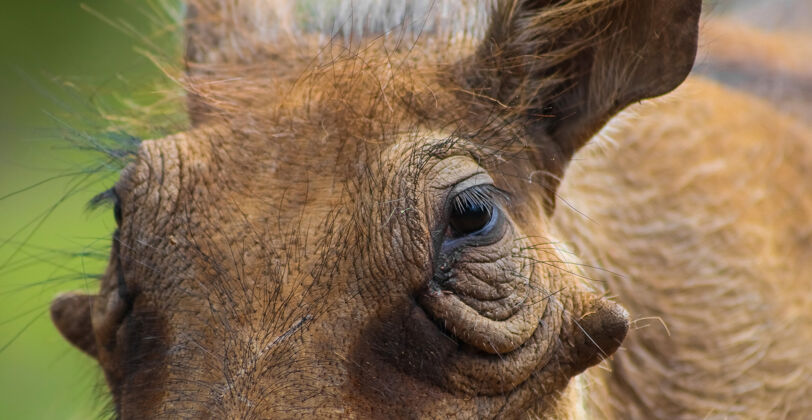 象牙特写镜头的脸上的一个野猪模糊的背景生态动物脸