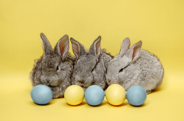 多彩黄色墙上画着彩蛋的复活节兔子春天油漆柔软