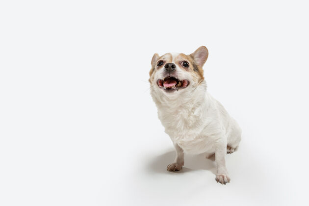 坐着奇瓦瓦宠物狗摆姿势可爱好玩的奶油棕色小狗或宠物玩白色工作室背景孤立概念的运动 动作 运动 宠物的爱看起来快乐 高兴 有趣纯种家养血统