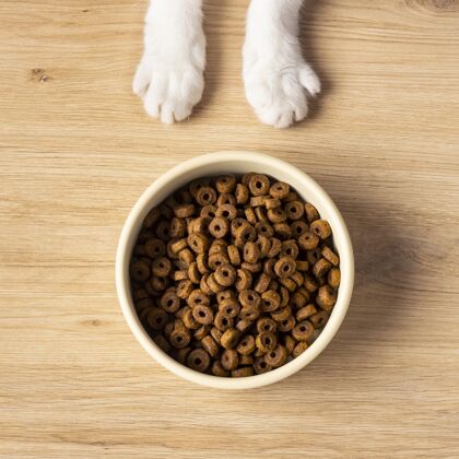 猫静物宠物食品分类动物安排食物