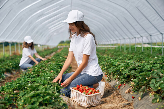 温室两个黑发女人在温室里摘草莓女性农业女人