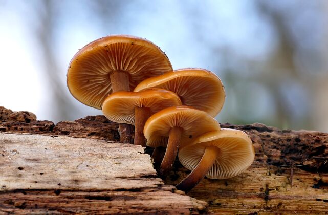 秋天特写镜头：森林里的烂木头上生长着一群野生香菇树木季节自然