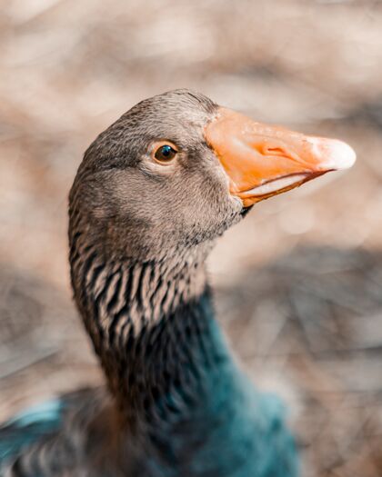 动物垂直选择焦点拍摄的灰鹅与橙色的喙和眼睑单眼睑鹅