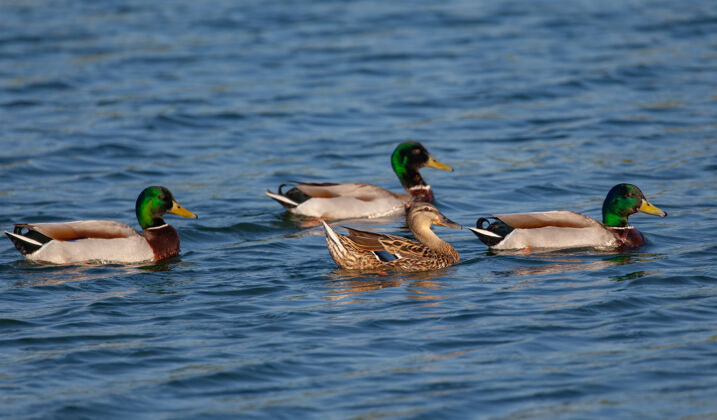 湖泊一群野鸭白天在池塘里游泳鸭子翅膀美丽
