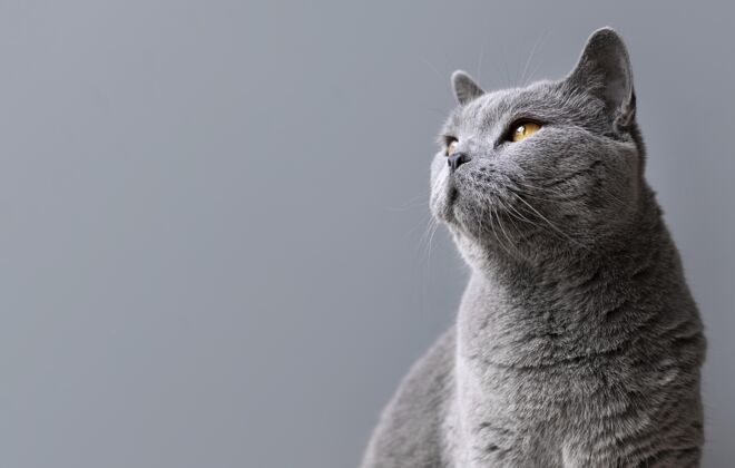 可愛灰色的貓咪 身后有一面單色的墻可愛品種哺乳動物