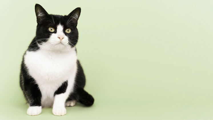 動物可愛的黑白貓咪 身后有一面單色的墻皮毛可愛復制空間