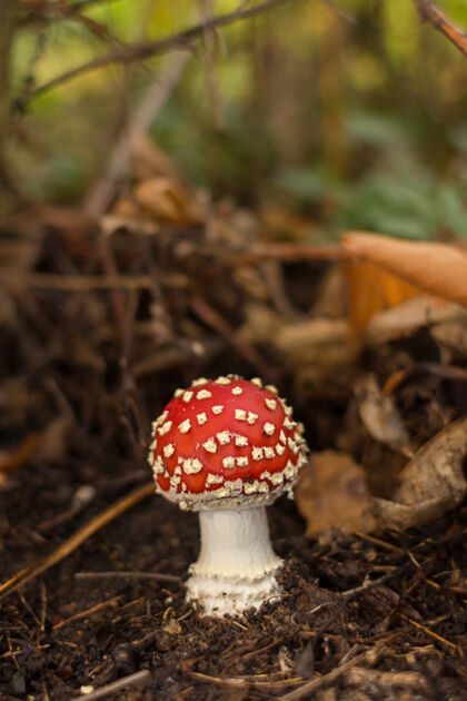 秋天垂直特写镜头一个小蘑菇在栗树森林季节垂直森林