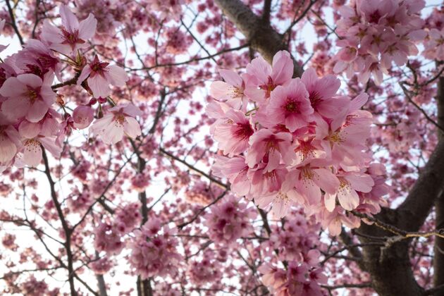 花美丽的粉红色桃花开花春天植物学