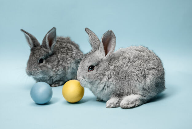 礼物在蓝色背景上画彩蛋的复活节兔子复活节 动物 春天 庆祝和节日的概念柔软耶稣兔子