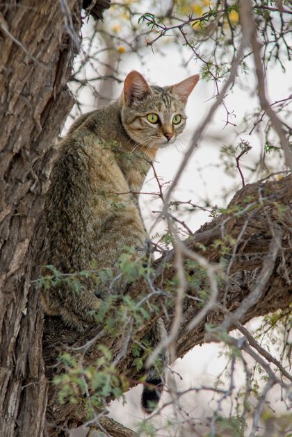 爪子一只灰猫坐在树枝上的特写垂直镜头年轻蓬松坐着