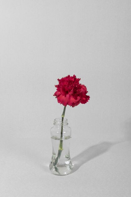 花桌上花瓶里的花开花花叶
