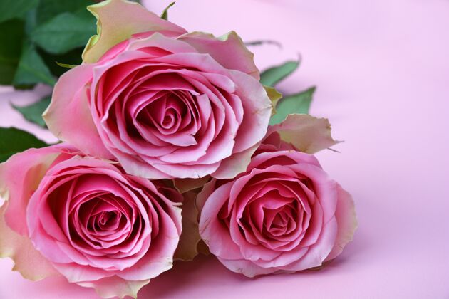 头一束美丽的粉红色玫瑰孤立在粉红色的背景上自然花开花