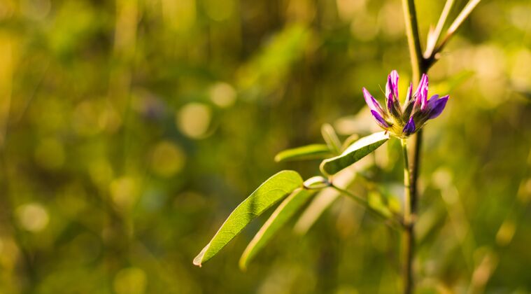 开花花园里一朵美丽的紫色狗牙紫罗兰花的特写镜头新鲜颜色植物
