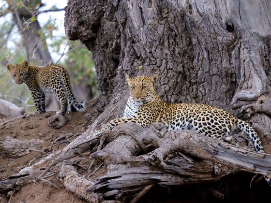 动物一只豹子和她的孩子在棕色树干附近的特写镜头老颜色躯干
