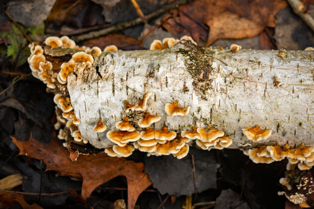 蘑菇倒下的枯树树干上长着蘑菇生长潮湿自然