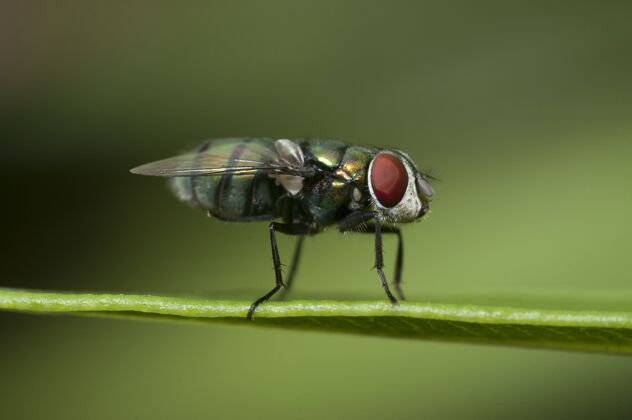 特写特写镜头的苍蝇坐在一个绿色模糊的背景树叶蓝色叶花园