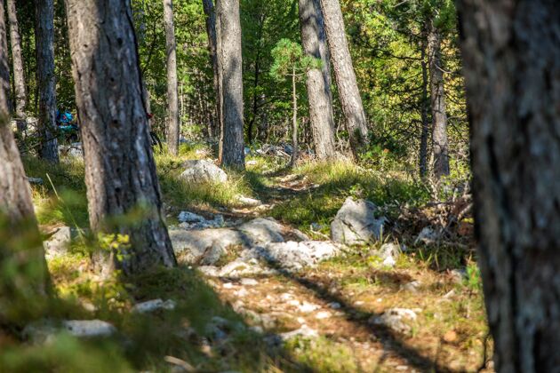 天斯洛文尼亚的树木 岩石和草地景观观径景
