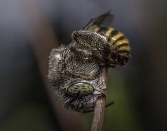 蜜蜂特写选择性聚焦拍摄一只蜜蜂在树枝上昆虫树枝毛茸茸的