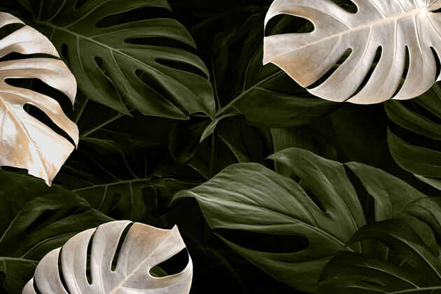 花卉Monsteraleaf豪华社交媒体横幅热带丛林背景设计金叶叶