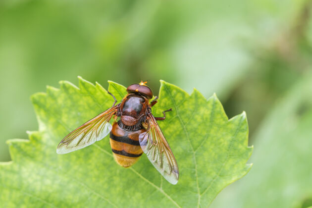 条纹大黄蜂模拟气垫蝇 volucellazonaria 一个贝特西亚模拟 阿纳波山谷 西西里岛 意大利模仿苍蝇轮廓