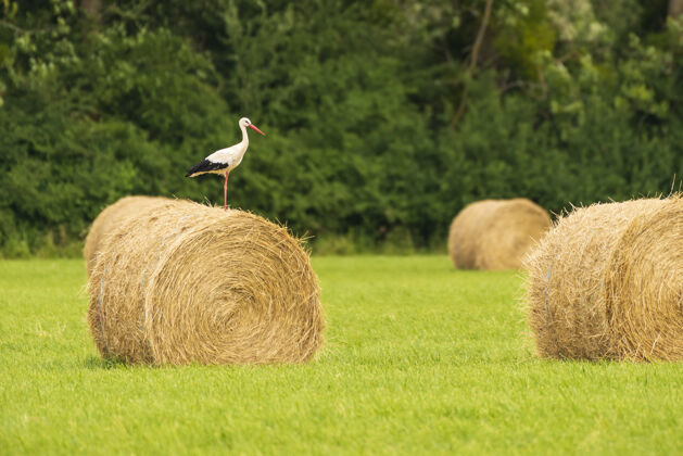 草法国田野里一只鹳在一卷干草上的风景照鸟土地乡村