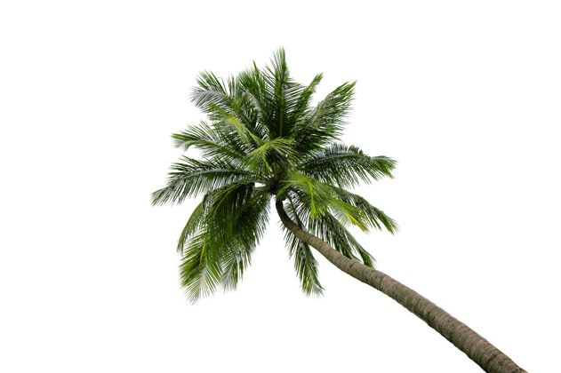 异国情调椰子树隔离在白色背景上物体茎常绿