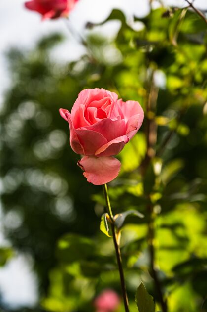 开花垂直特写镜头一个美丽的粉红色玫瑰在花园里绽放在一个模糊的背景花叶花