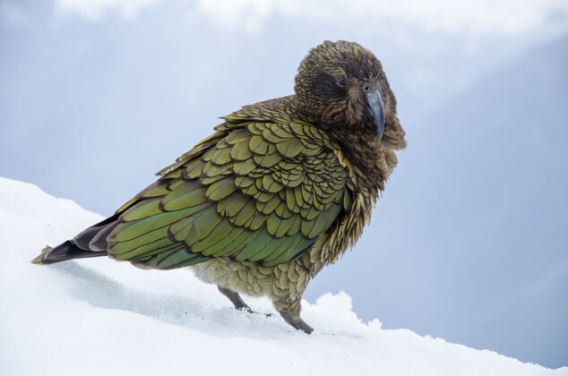雪地新西兰雀巢犬的浅焦镜头翅膀自然野生