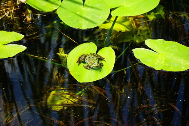 青蛙池塘绿叶顶上的小青蛙生态森林叶