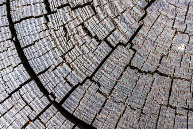 宏观用图案和线条宏观拍摄切割的木头皮肤表面树皮