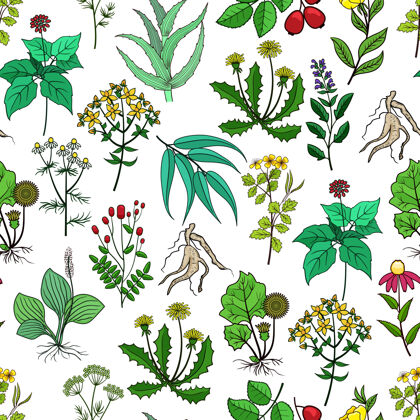 草药药用植物和草药背景为白色绿色草药图案为药用草药和花卉图案为药用插图健康包装自然