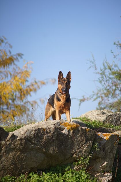 狗一只德国牧羊犬站在石头上的垂直特写镜头实验室哺乳动物有趣