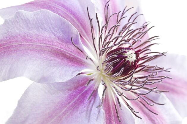 新鲜一个美丽的粉红色秘鲁百合花特写镜头花植物学植物