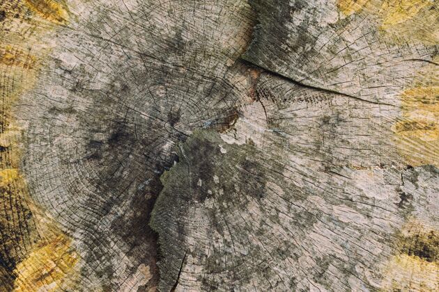 建筑一棵树的木质纹理特写镜头墙结构细节