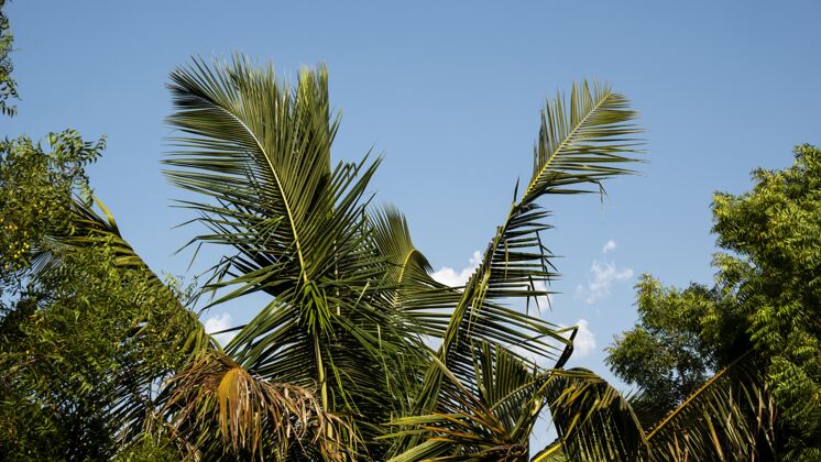 棕榈树叶映着蓝天背景明亮自然