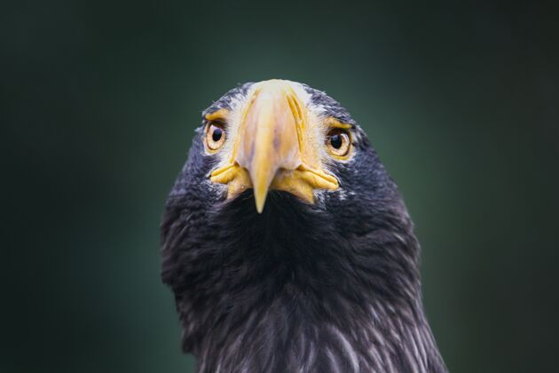动物斯泰勒的海鹰特写鹰大头