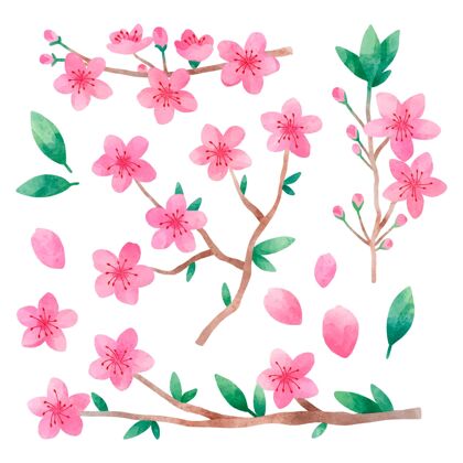 水彩水彩樱花系列设计元素设置开花