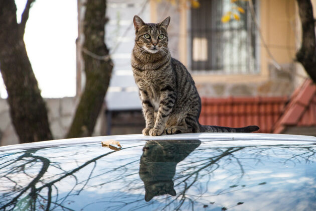 汽车一只棕色条纹猫坐在汽车上的特写镜头 拍摄于秋天动物条纹猫