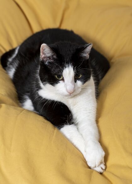在家里漂亮的猫躺在枕头上猫家庭宠物