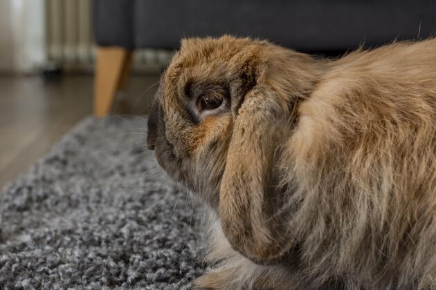 动物可爱的兔子坐在地毯上宠物狗兔子