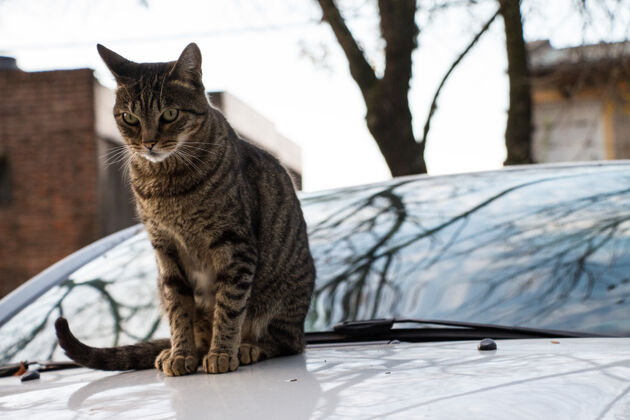 可爱猫在车上猫动物车