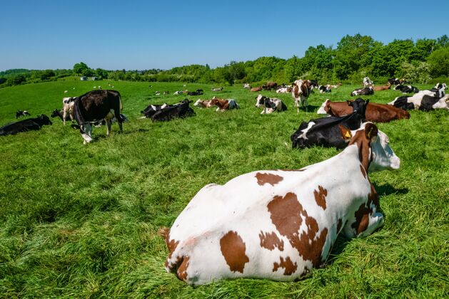 土地白天在牧场上吃草的牛群动物牛奶牧场