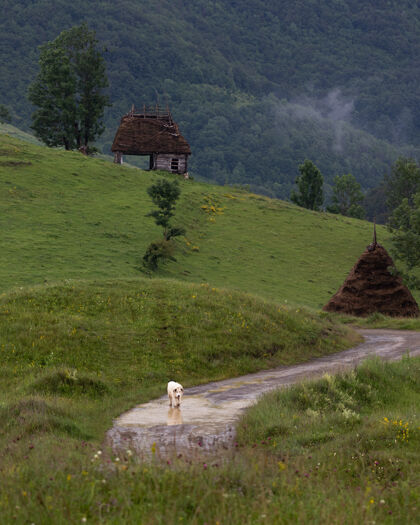 景观罗马尼亚特兰西瓦尼亚地区杜梅斯蒂的乡村景观特兰西瓦尼亚风景场景