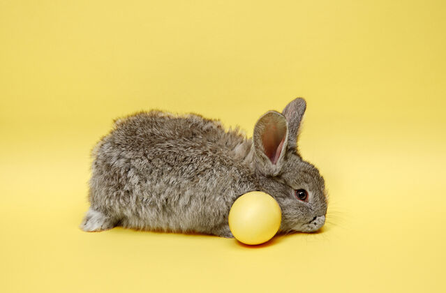 节日黄色彩蛋复活节兔子可爱柔软蛋