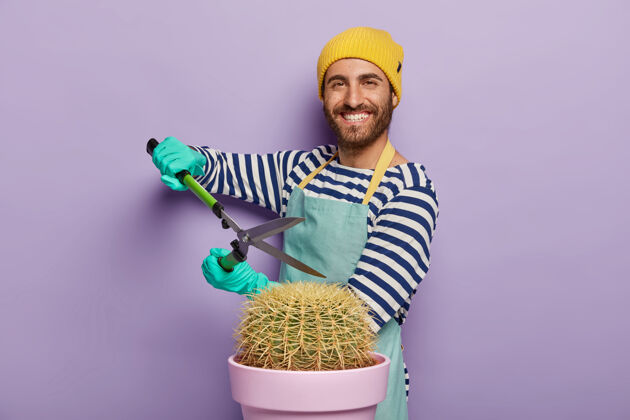 紫色高兴的男人在花盆里照料仙人掌 拿着剪刀 忙着修剪 戴着黄帽子 穿着条纹毛衣和围裙 在家里工作 用割草机 隔离在紫色的墙上男性一个高兴