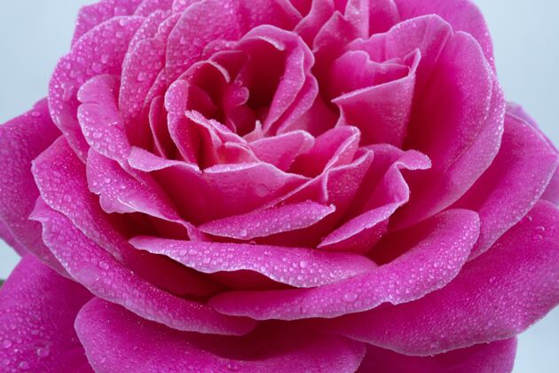 花瓣一个美丽的粉红色水滴玫瑰宏观拍摄滴叶单身