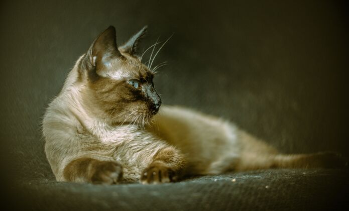 软沙发上躺着一只毛茸茸的猫 一双蓝眼睛毛皮动物壁板