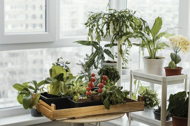 蔬菜室内盆栽正面图栽培家庭园艺