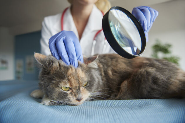 医生用放大镜进行医学检验持有动物医院动物